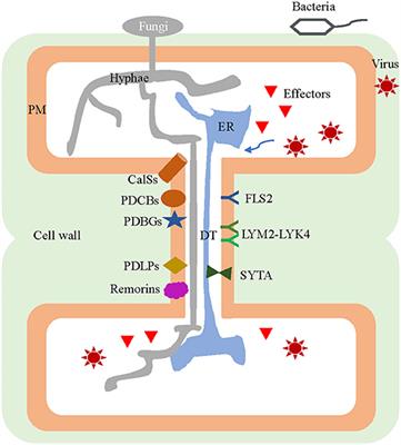 Plasmodesmata-Involved Battle Against Pathogens and Potential Strategies for Strengthening Hosts